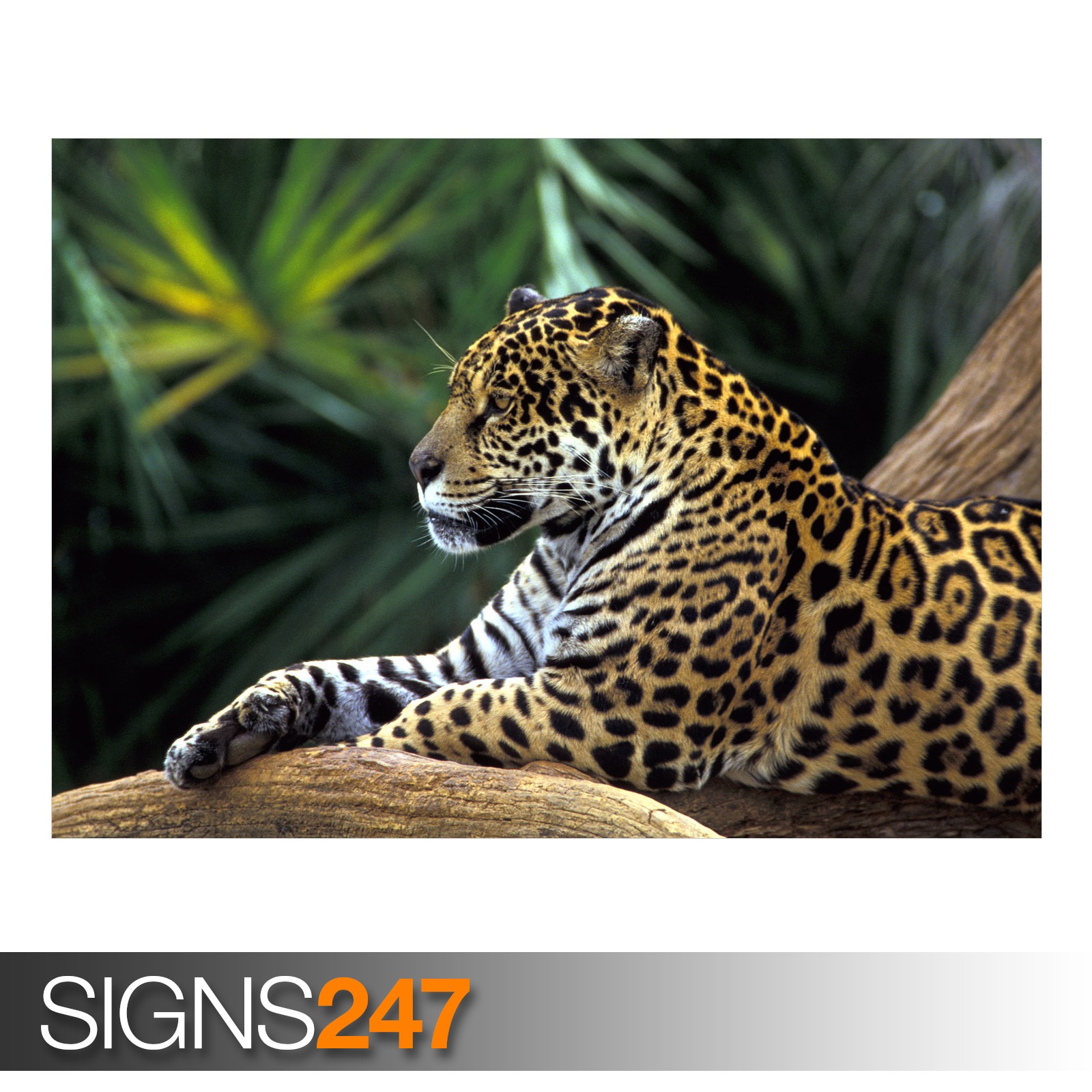 JAGUAR IN AMAZON RAINFOREST 3438 Animal Poster Poster JAGUAR IN AMAZON RAINFOREST 3438 Animal Poster Poster